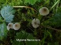 Mycena flavescens-amf1331